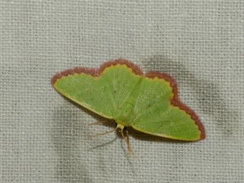 Eucrostes indigenata